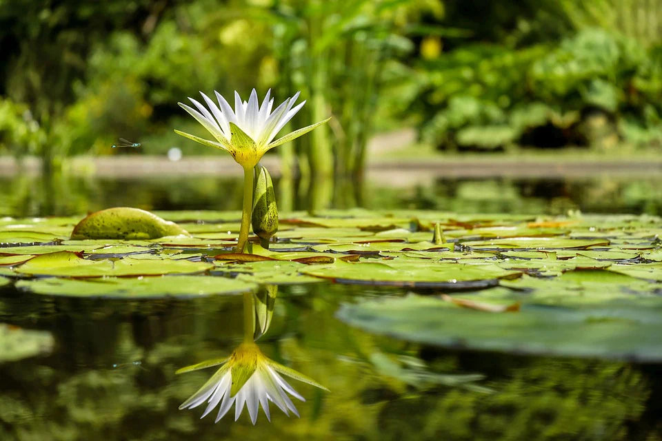 In Search of Harmony